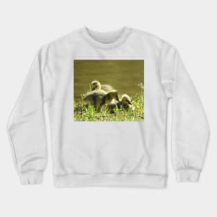 Baby goslings, Canadian Geese, wildlife gifts Crewneck Sweatshirt